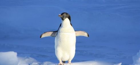 מי מפחד מפינגווין 2.0?